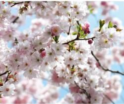 Komar vlies fotótapéta Spring 300 cm x 250 cm