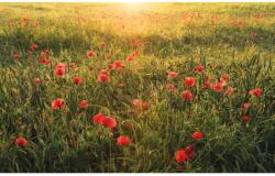 Komar Vlies fotótapéta Poppy World 450 cm x 280 cm