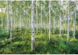 Komar fotótapéta Sunny Day 368 cm x 254 cm