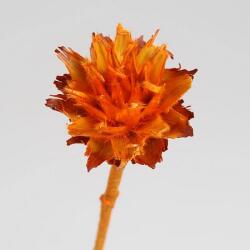  Plumosum dekor virág Narancssárga