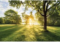 Komar fotótapéta Golden Moment 368 cm x 254 cm