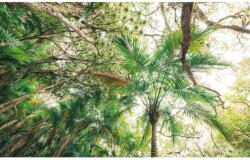 Komar Vlies fotótapéta Touch the Jungle 450 cm x 280 cm