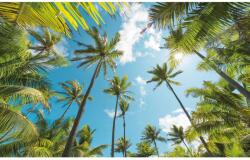 Komar Vlies fotótapéta Coconut Heaven 450 cm x 280 cm