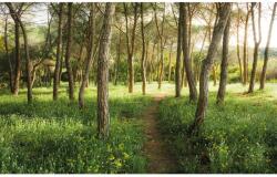 Komar Vlies fotótapéta Blütenzauberwald 450 cm x 280 cm