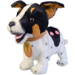 MaDe Bodri - Jack Russel terrier