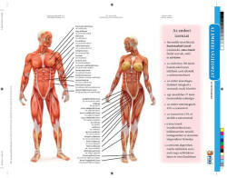 Stiefel Tanulói munkalap STIEFEL A/4 Emberi vázizomlat (275867) - kreativjatek