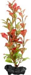 Tetra Műnövény Tetra Red Ludwigia L