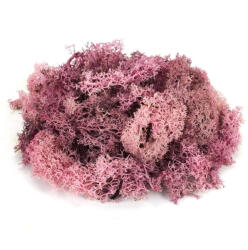  Izlandi zuzmó, moha mályva