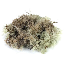  Izlandi zuzmó, moha szürke - papelito