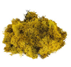  Izlandi zuzmó, moha sárga