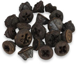  Eukaliptusz termés 20db/cs - papelito