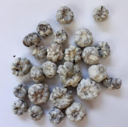  Tökbogyó hamvas 1*1, 5cm 20/cs 1002HAMV (1002C)