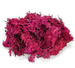  Izlandi zuzmó, moha bordó - papelito