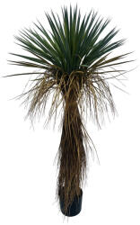 Bizzotto Planta Yucca artificiala in ghiveci 60x60x120h (0173143)