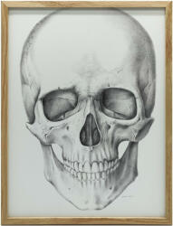  KERET FALI PLAKÁT ANATÓMIAI FA KOPONYA 70x100 CM