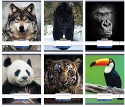 Nebulo Füzet, A4, vonalas, 81-32, Állatos minták, Nebulo (DB5999565288891) - nyomtassingyen