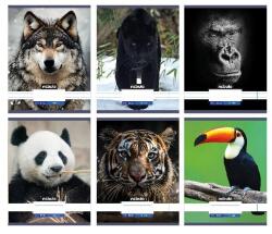 Nebulo Füzet, A4, vonalas, 81-32, Állatos minták, Nebulo (DB5999565288891)