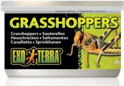 Hagen H. Exo-Terra 1950 Szöcske Kicsi 34gr