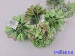  Kövirózsa 12 fejes gumis pozsgás 9 cm - Hamvas