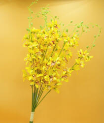  Orchidea köteg - hosszú sárga