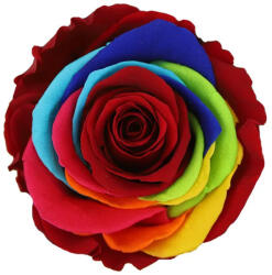 Verdissimo Örökrózsa 55 cm dobozos - Rainbow