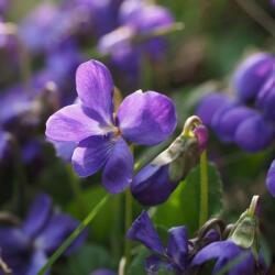  Ibolya illatolaj - 10 ml, ajándék