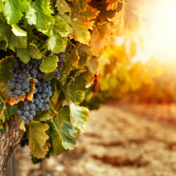  Prémium illatolaj - toszkán szőlőskert, 10 ml