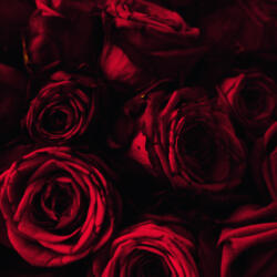  Prémium illatolaj - rózsa, 10 ml