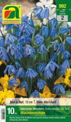 AUSTROSAAT Kék csillag" Bókoló csillagvirág - 10 hagyma
