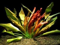 INVITAL Echinodorus Beauty Red