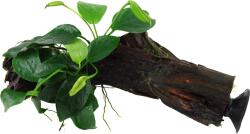 Tropica Anubias barteri var. Nana tapadókoronggal - 1 db