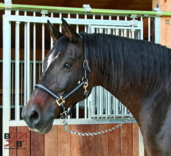  Covalliero Mustang kötőfék Pony (321960)