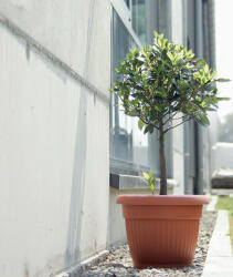  Terra Klasszikus Terrakotta Kaspó 64 cm (PPP-DCE64-R624)