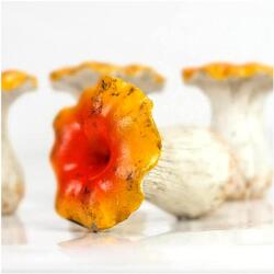  Kerámia gomba, mérete: 3, 3x3, 8 cm. Az ár egy darabra vonatkozik