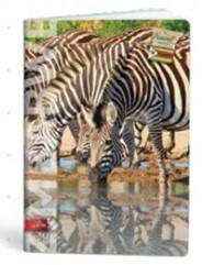 City Travel A4 kockás füzet, Zebra (1 db) (LI_2021_18312_zebr)