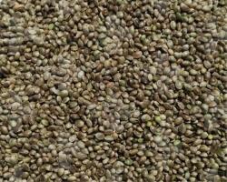  VL Holuby Semenec 20 kg