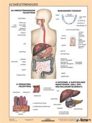 STIEFEL Tanulói munkalap, A4, STIEFEL "Az emésztőrendszer (275807) - alter