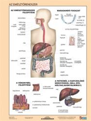 STIEFEL Tanulói munkalap, A4, STIEFEL "Az emésztőrendszer (VTM59) - webpapir