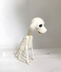  Csontváz kutya halloween dekor