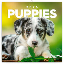 Realsystem Falinaptár képes lemeznaptár 300x300mm, Puppies Realsystem 2026 - delfinbuvar
