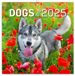 Realsystem Falinaptár képes lemeznaptár 300x300mm, Dogs Realsystem 2026 (6097-DO) - veryjet