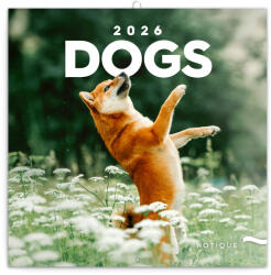 Realsystem Falinaptár képes lemeznaptár 300x300mm, Dogs Realsystem 2026 (6097-DO) - iroda-ellatas