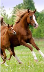  Lovas Career kéztörlő, arctörlő, törölköző 30x50cm (JFK106380) - sandori