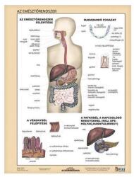 Stiefel Tanulói munkalap STIEFEL A/4 emésztőrendszer - emésztés (275807) - robbitairodaszer