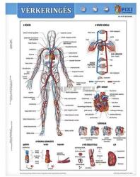 Stiefel Tanulói munkalap STIEFEL A/4 vérkeringés (275857) - robbitairodaszer