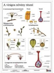 Stiefel Tanulói munkalap STIEFEL A/4 virágos növény részei (275507) - robbitairodaszer