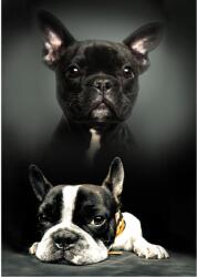  Kutyás Bulldog polár takaró 100x140cm (BRM008885) - sandori
