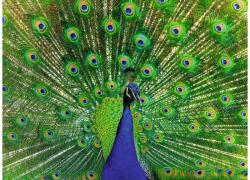 Ravensburger 12001332 - Páva - 500 db-os puzzle (12001332)