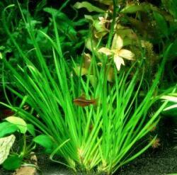 INVITAL Acorus decoratus (Cserép Ø 5, 5 cm)