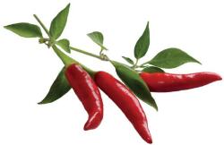 Click & Grow - Chili paprika (CNG R3P CHP)